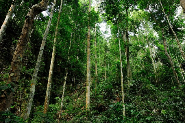 Khu BTTN Xuân Liên nổi tiếng với khu hệ động thực vật rừng phong phú và đa dạng